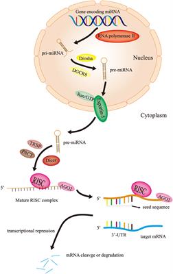 MicroRNAs (miRNAs): Novel potential therapeutic targets in colorectal cancer